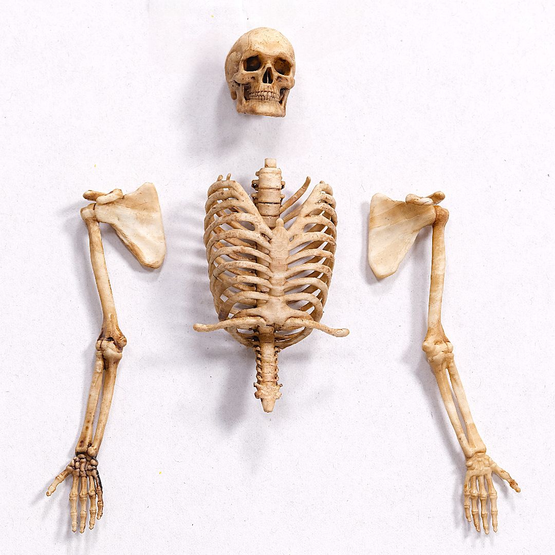 Miniatur-Skelett-Set Torso mit Schädel & Armen – 4-teilig